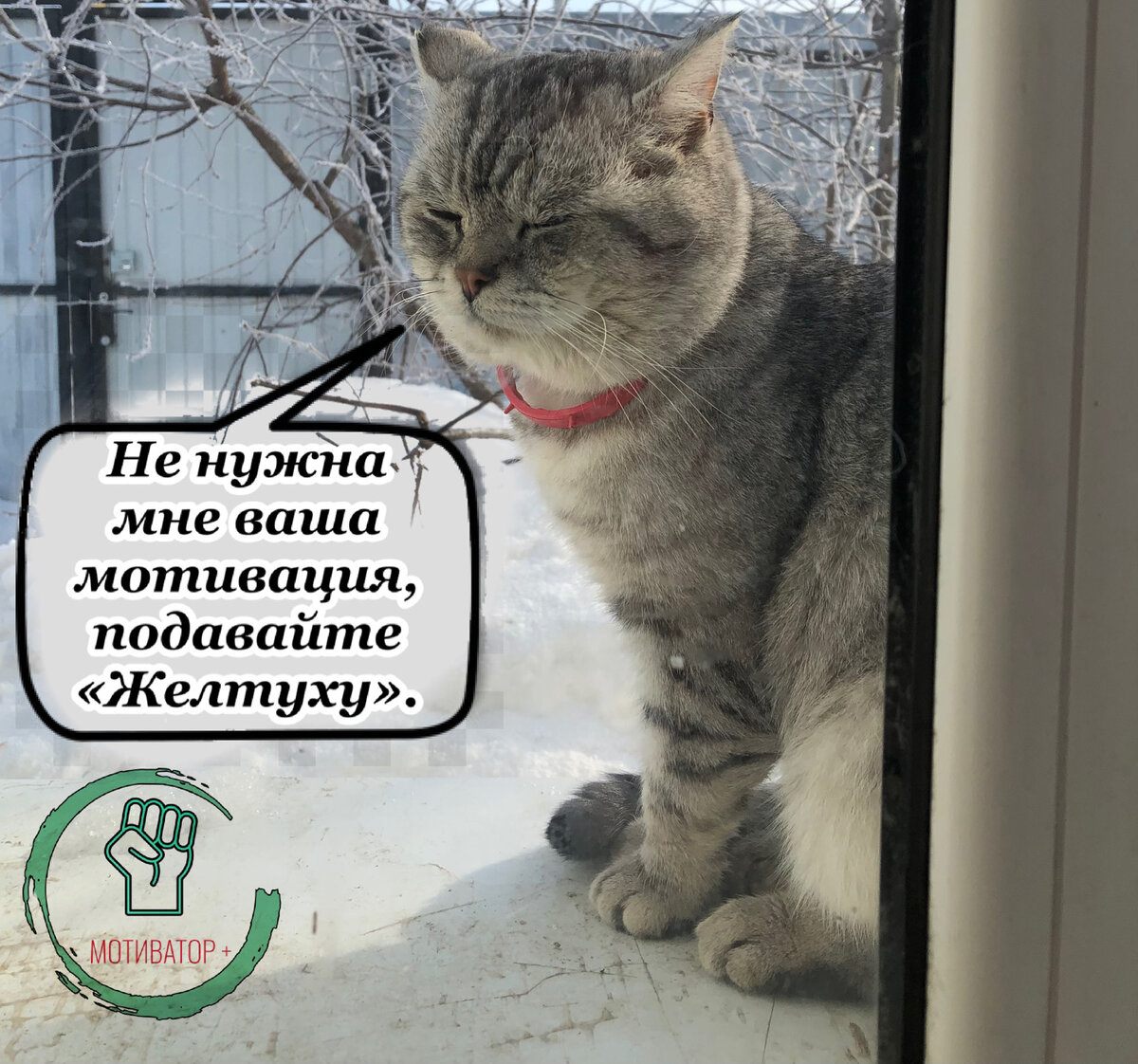 Кот Кузьма высказывает своё мнение по поводу автора.