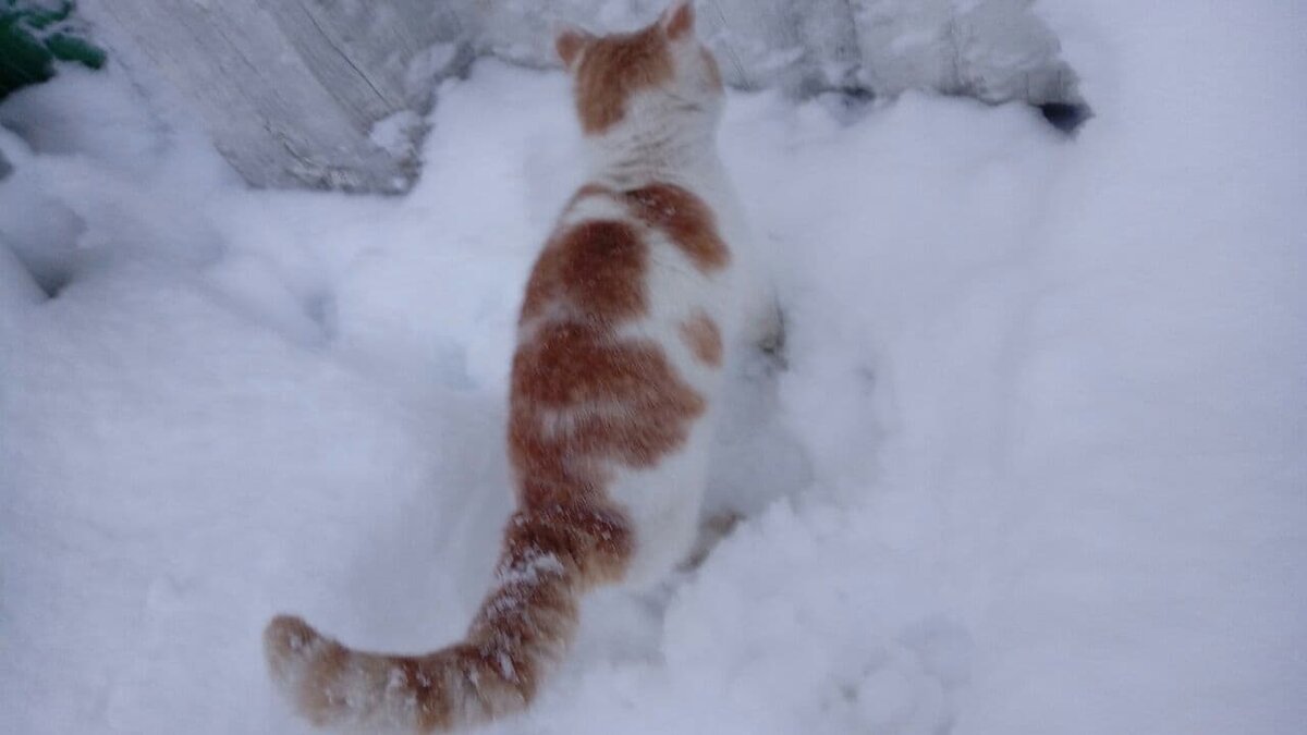 Фото автора.