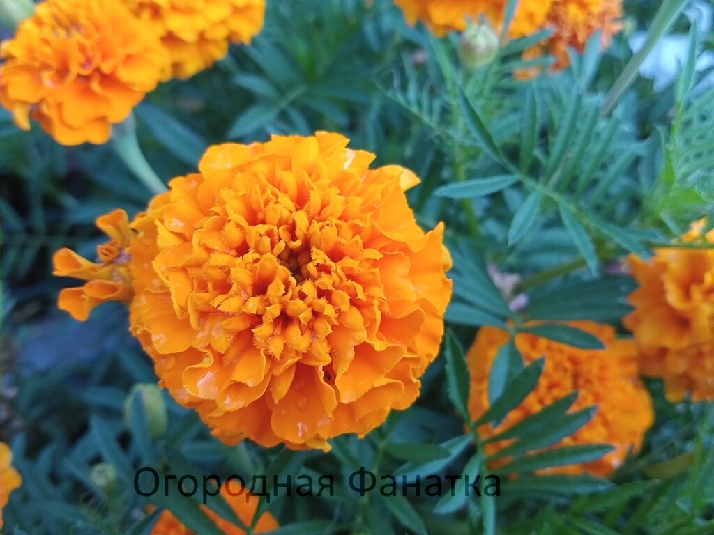 Мои оранжевые бархатцы. Авторское фото