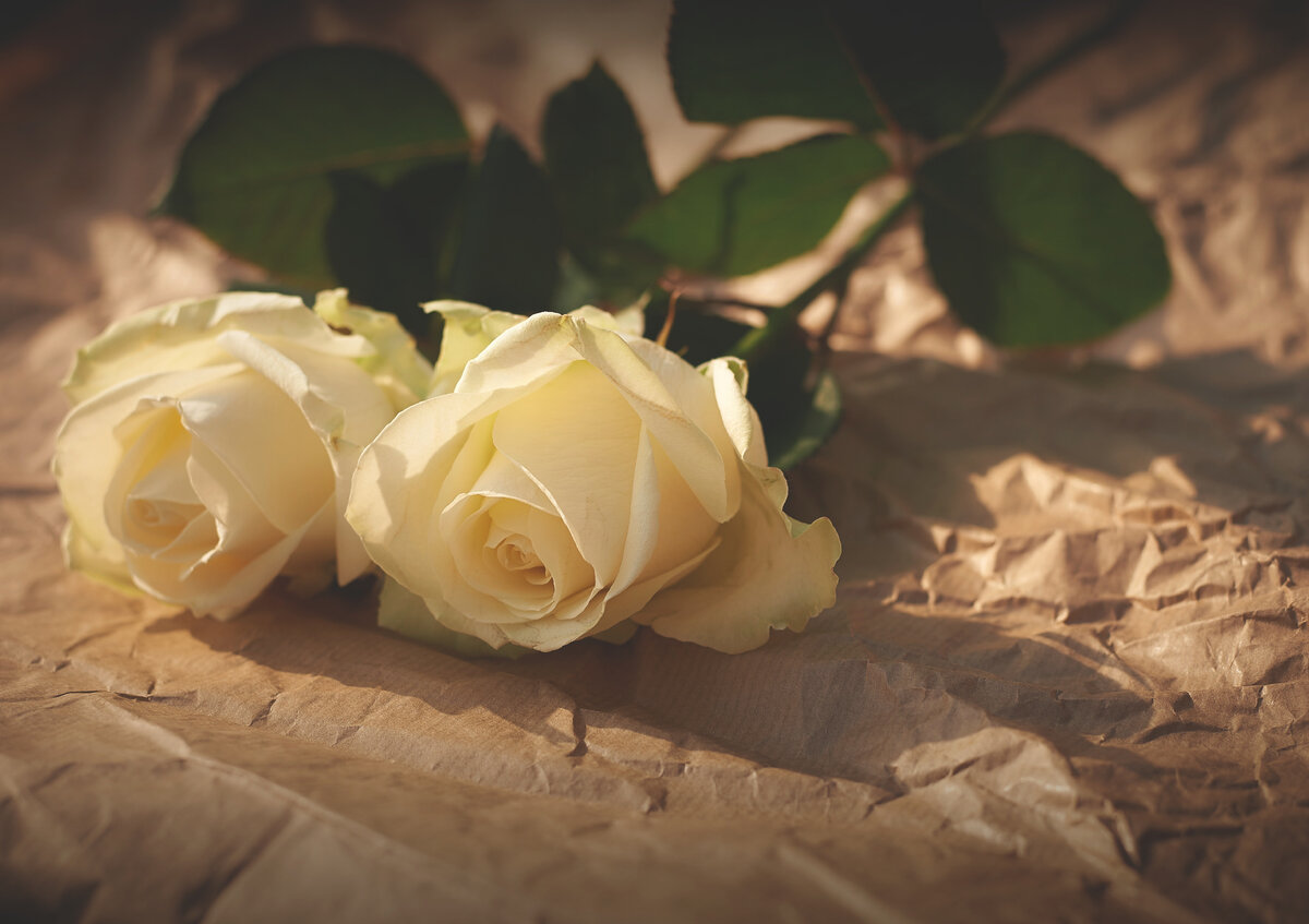 Источник фото: https://ru.wallpaper.mob.org/image/flowers-rozi-para-bumaga-ten-74314.html