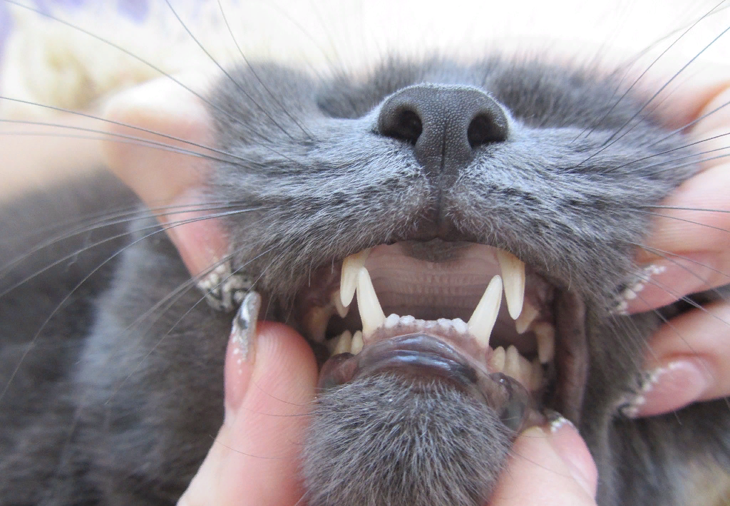 Некоторые владельцы кошек считают зубной камень, образовавшийся на зубах кошки, лишь косметическим недостатком.  Но это не так: проблема намного глубже.-2