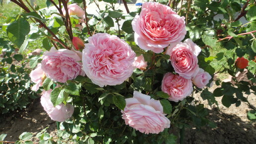 Розы ТОП -10 самых красивых в моем саду в этом сезоне 2021 года.