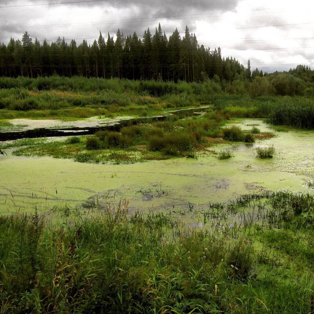 Раньше было болото. Должинское болото. Тюгурюкское болото. Красковское болото Валдай.