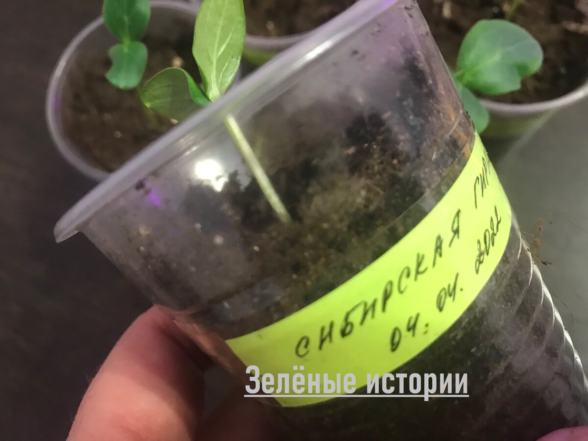 Посеяны 04 апреля 2022 года