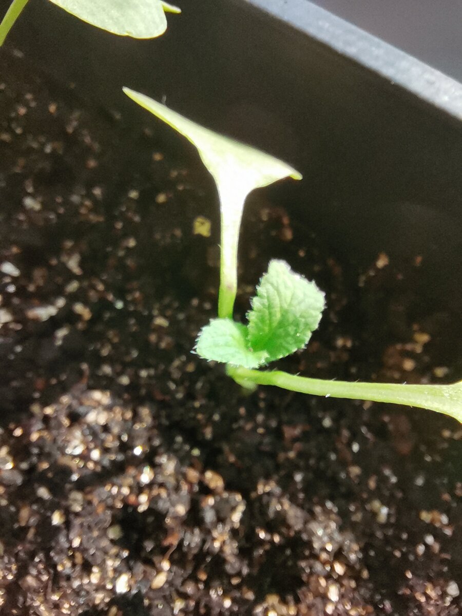 Первые листочки