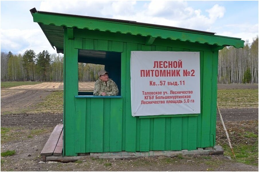 Здоровье лесной. Большемуртинский Лесной питомник. Большемуртинский район лесничество. Листвянка Большемуртинский район