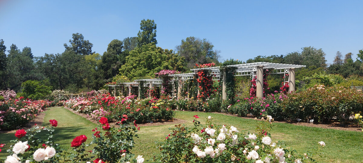 Сад Роз. Фото из личного архива автора.  1 мая 2022 года.