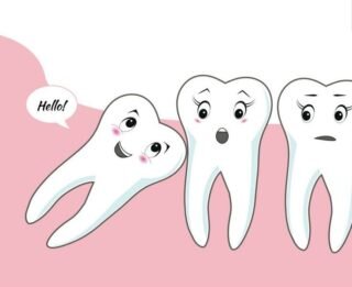 Зубы мудрости — рудимент, который появляется у человека во взрослом состоянии.