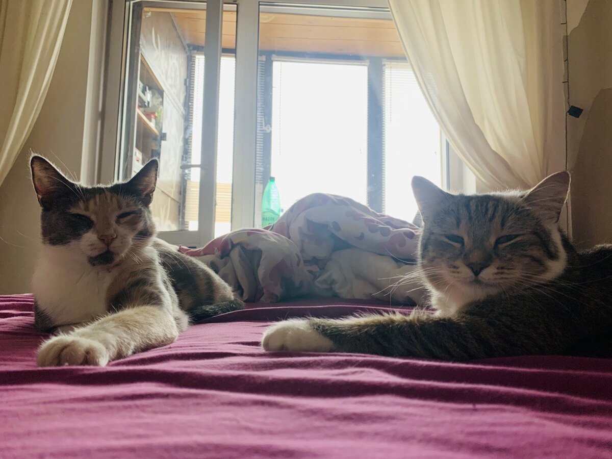 Две кошки на кровати у окна