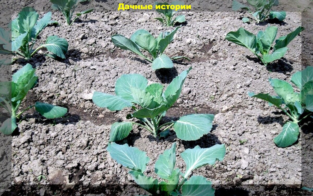 Процесс роста капусты
