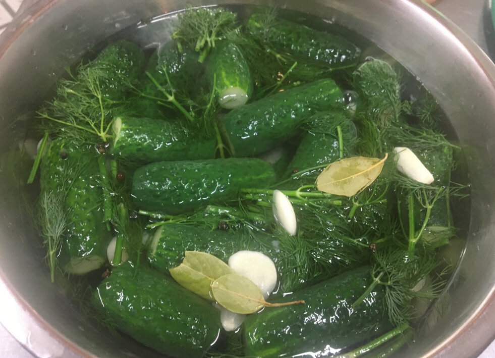 Огурцы в кастрюле. Малосольные огурцы кипятком. Замолосолить огурцы в кастрюле быстро кипятком. Помолосолить огурцы в кастрюле. Замолосолить огурцы в кастрюле быстро кипятком.