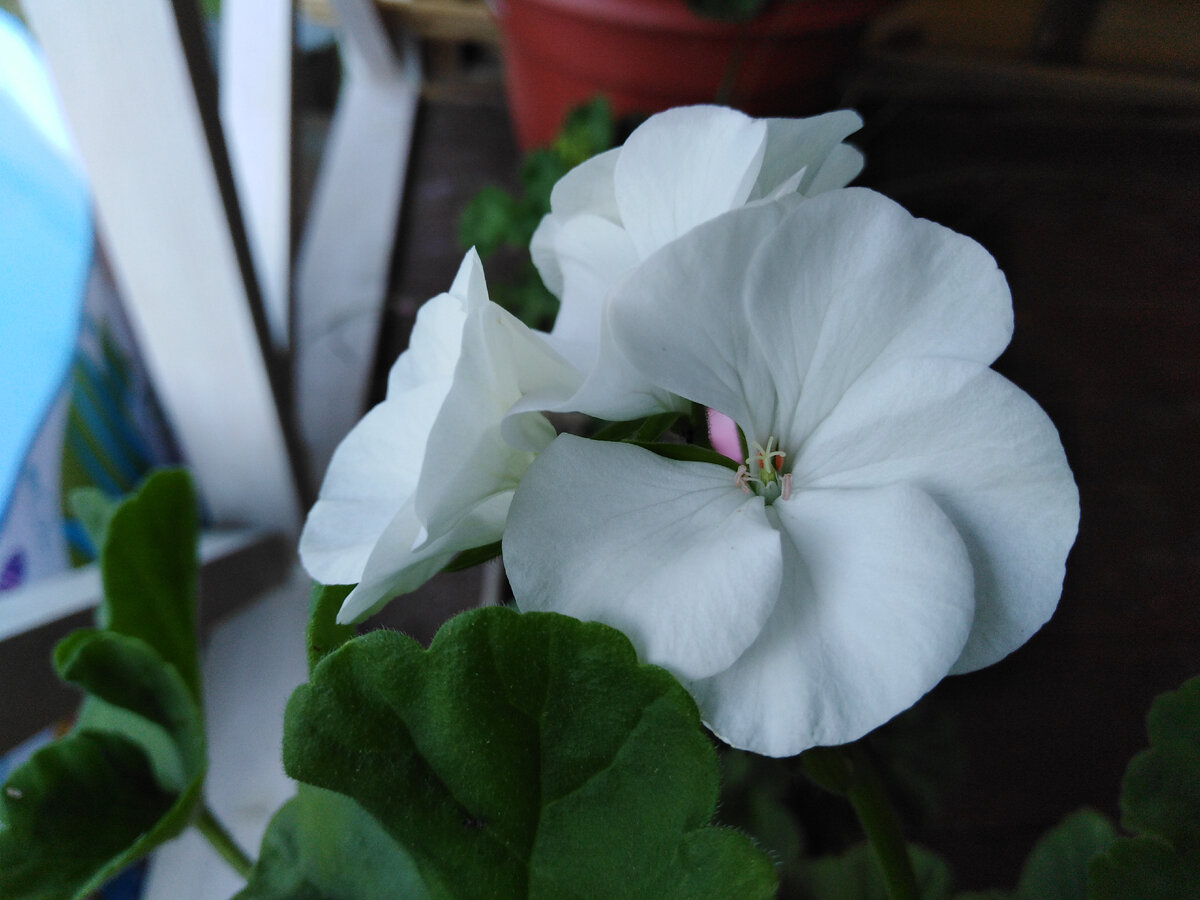 Рафаэлла F1 Белая 