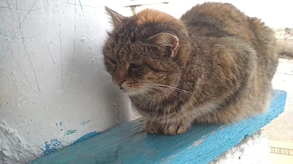 Вот он, котик-старичок❤