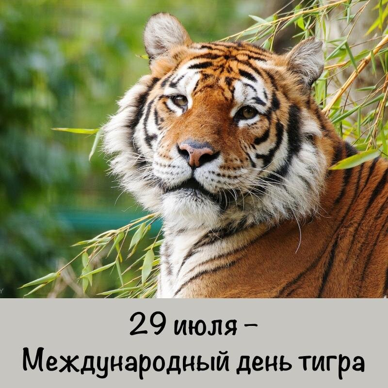 Международный день тигра