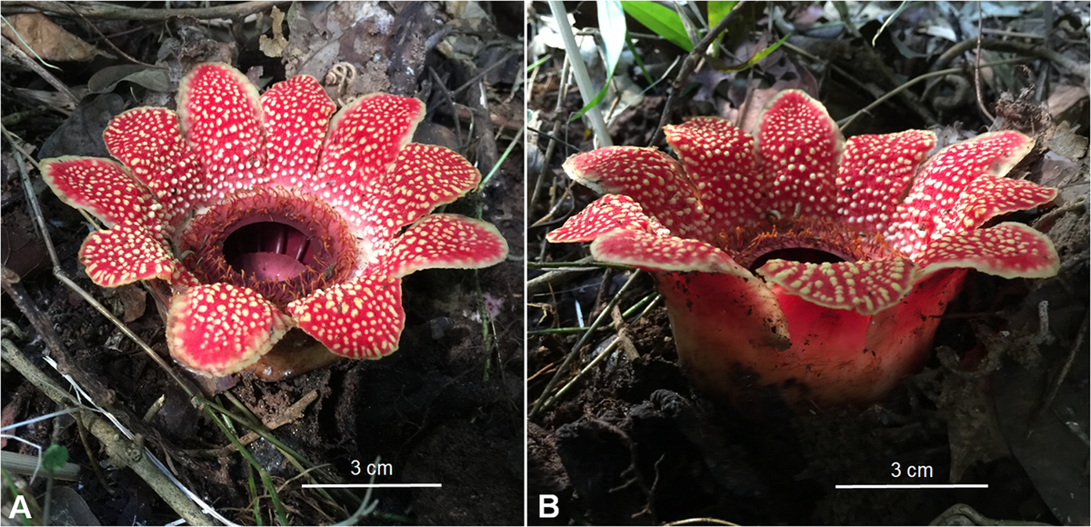         (Rafflesia)    (Rafflesiaceae)     (Malpighiales).-32-4