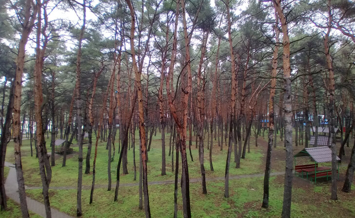    В Курской области леса патрулируют 18 групп оперативных групп