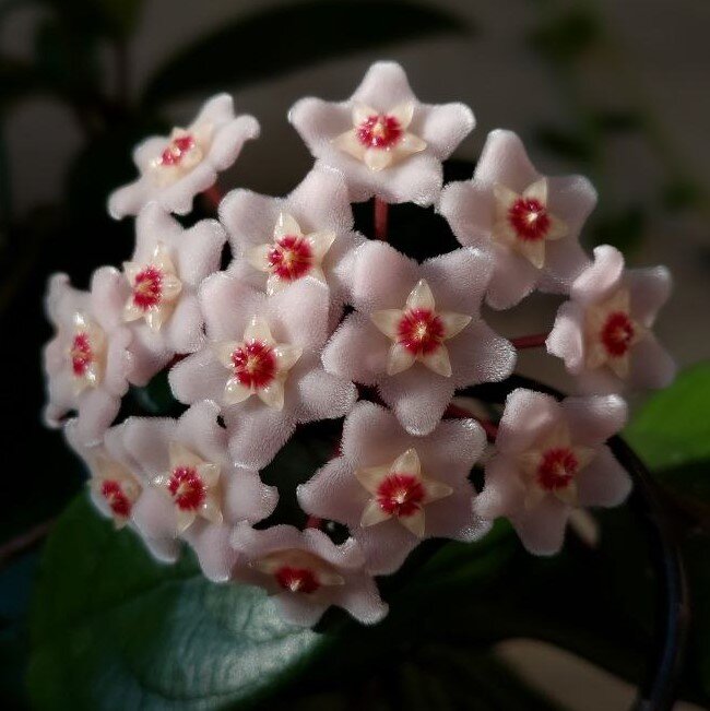 Хойя Карноса, 2022г., фото автора статьи