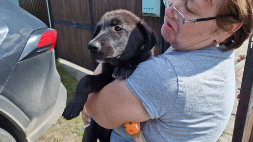 Télécharger la video: 😯В жизни 💔бездомного 🐕щенка Демида произошло одно событие | никто не ожидал такого поворота | Puppy