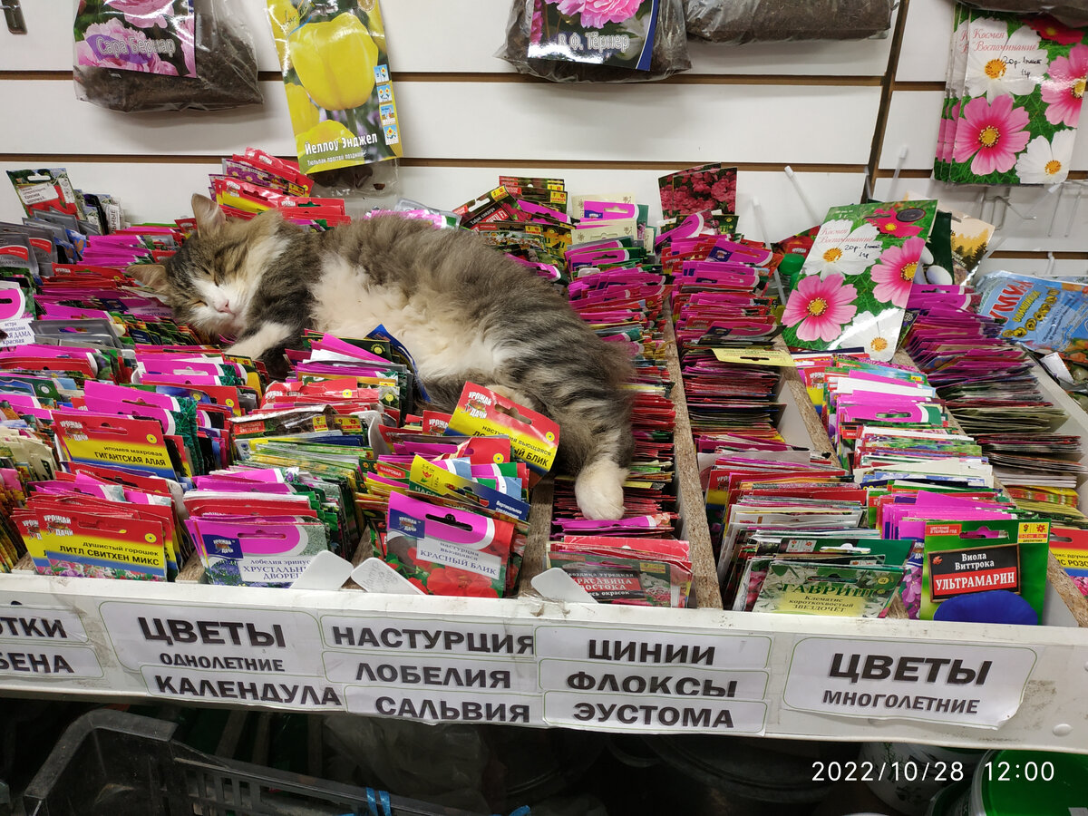 Вы пока думаете, я посплю и семена погрею