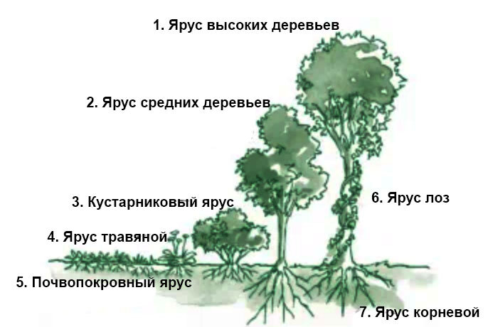 Семь слоев лесного сада.
