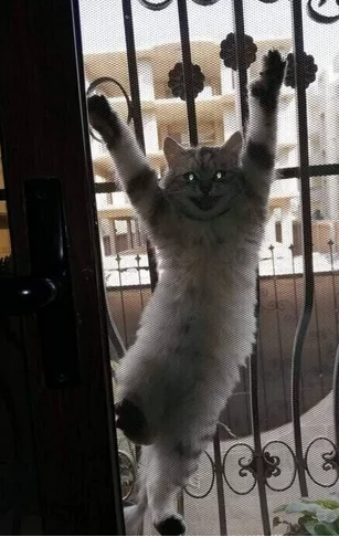 Я вижу тебя, хозяин, валерьянку прячешь?!