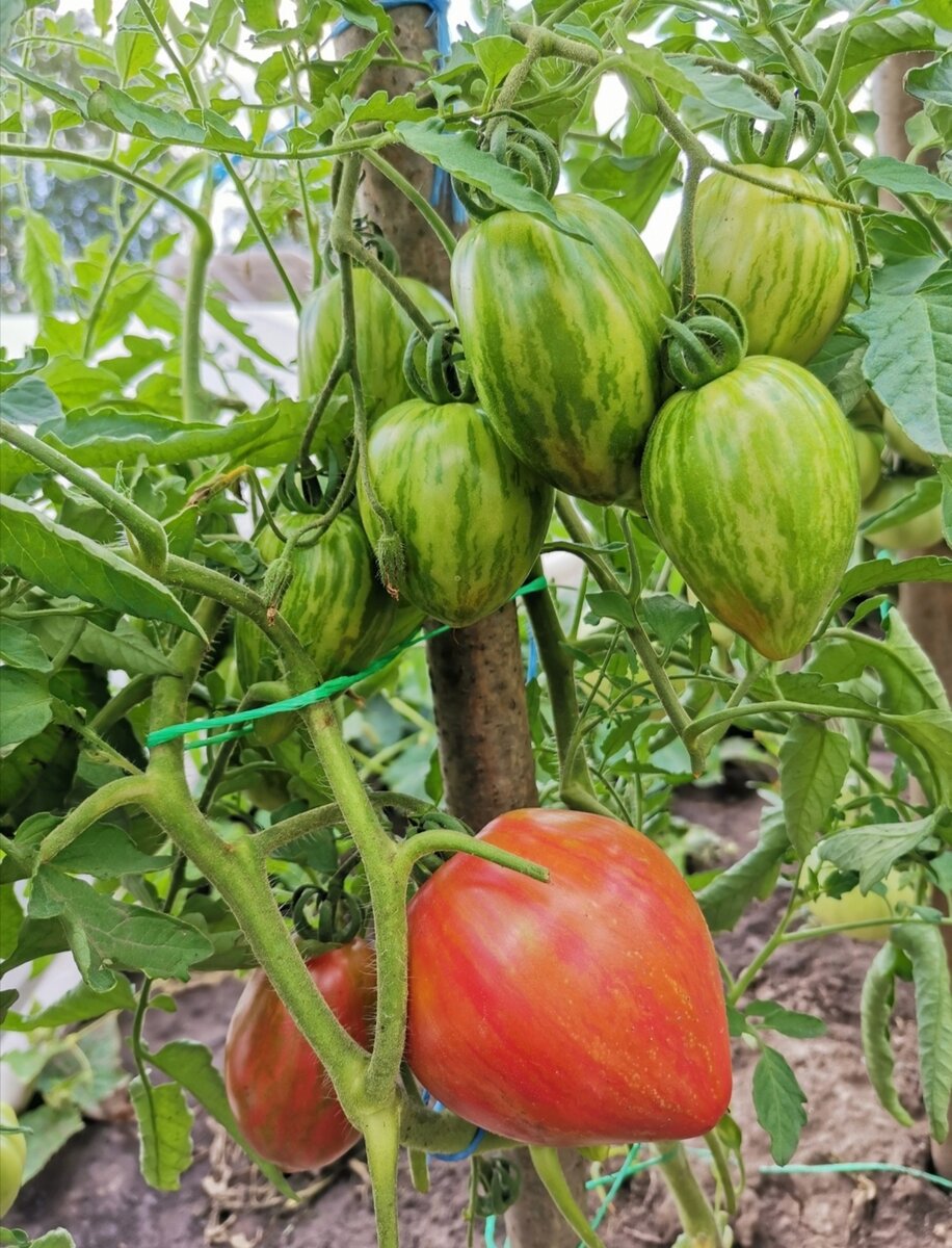 Don tomato. Томат Дон Жуан. Помидоры сорт Дон Жуан. Сорт томата Дон Жуан. Томаты Донской ф1.