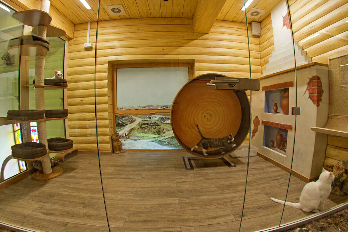 Театр кошек Куклачёва, закулисье. Источник: kuklachev.ru