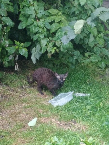 Фото из объявления 