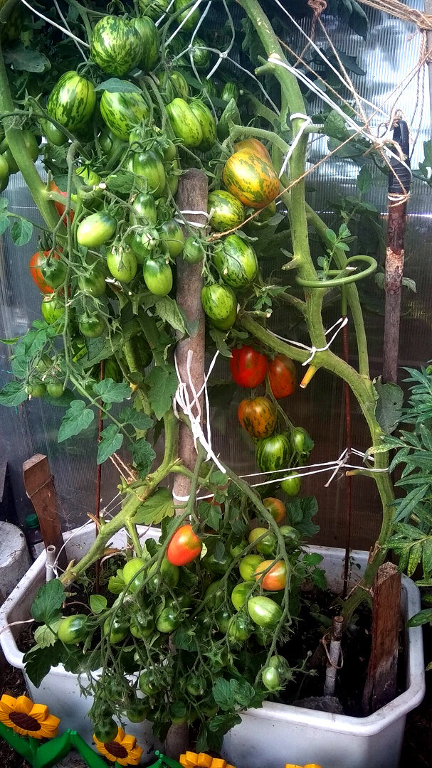 Пасхальное яйцо