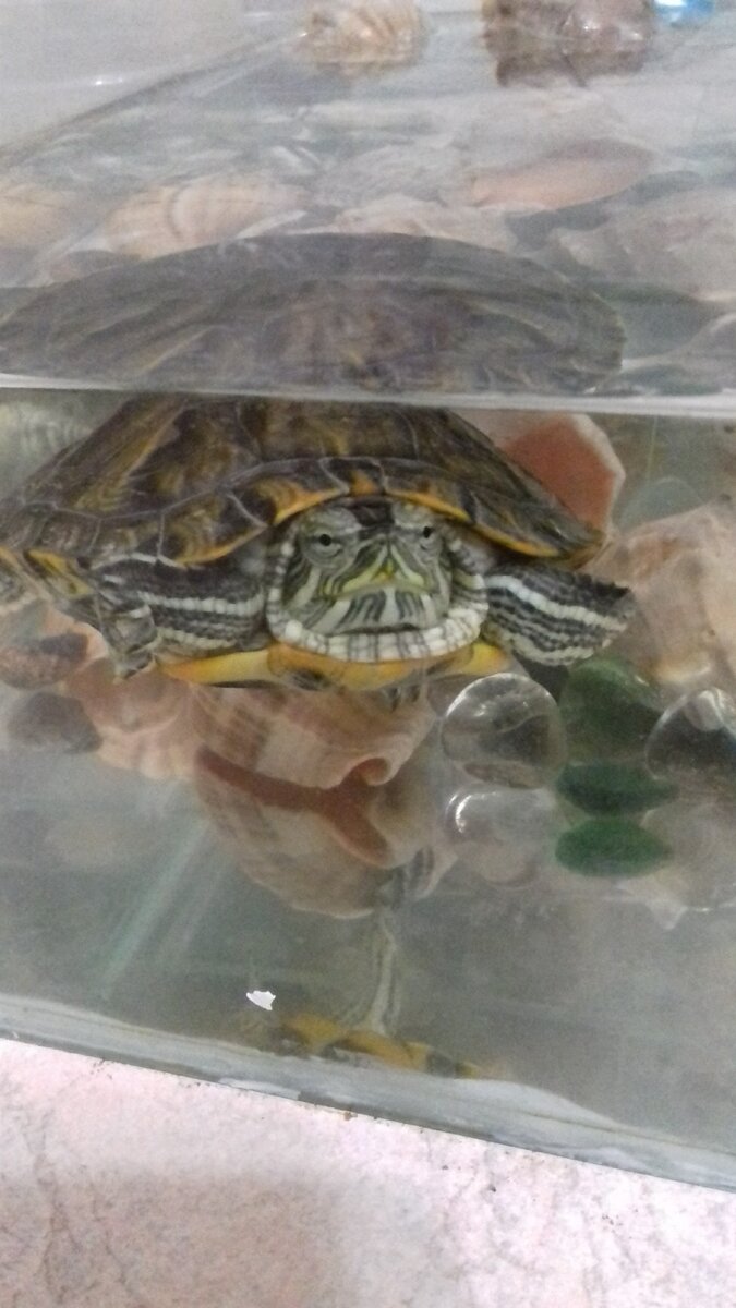 Моя живность