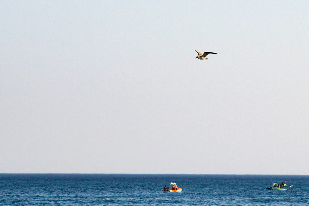 Серебристая чайка на Черном море