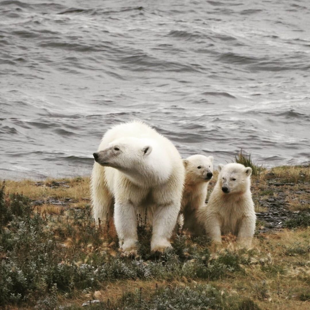 www.instagram.com/white_nord87