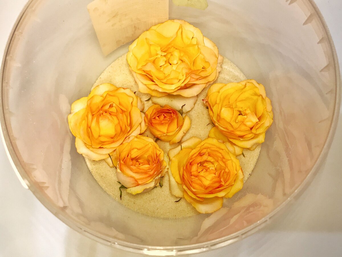 Как правильно сушить лепестки роз | блог интернет - магазина АртФлора