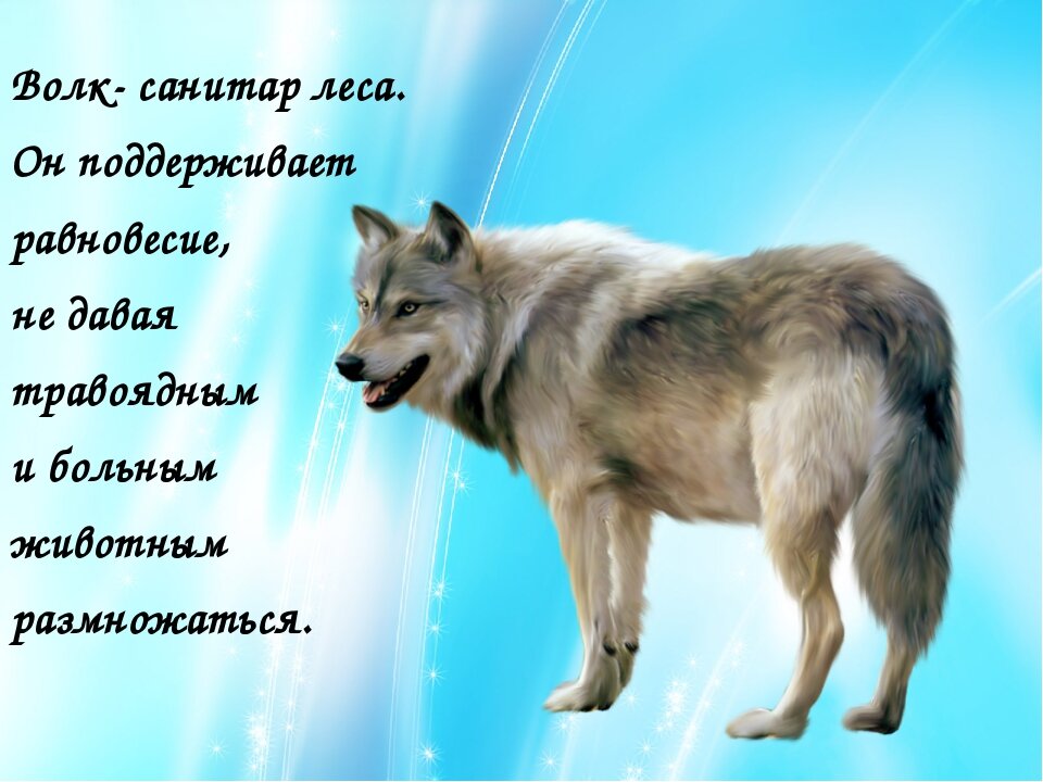 Волк новое слово. Волк санитар. Санитар леса. Слоган про волка. Девиз волка.