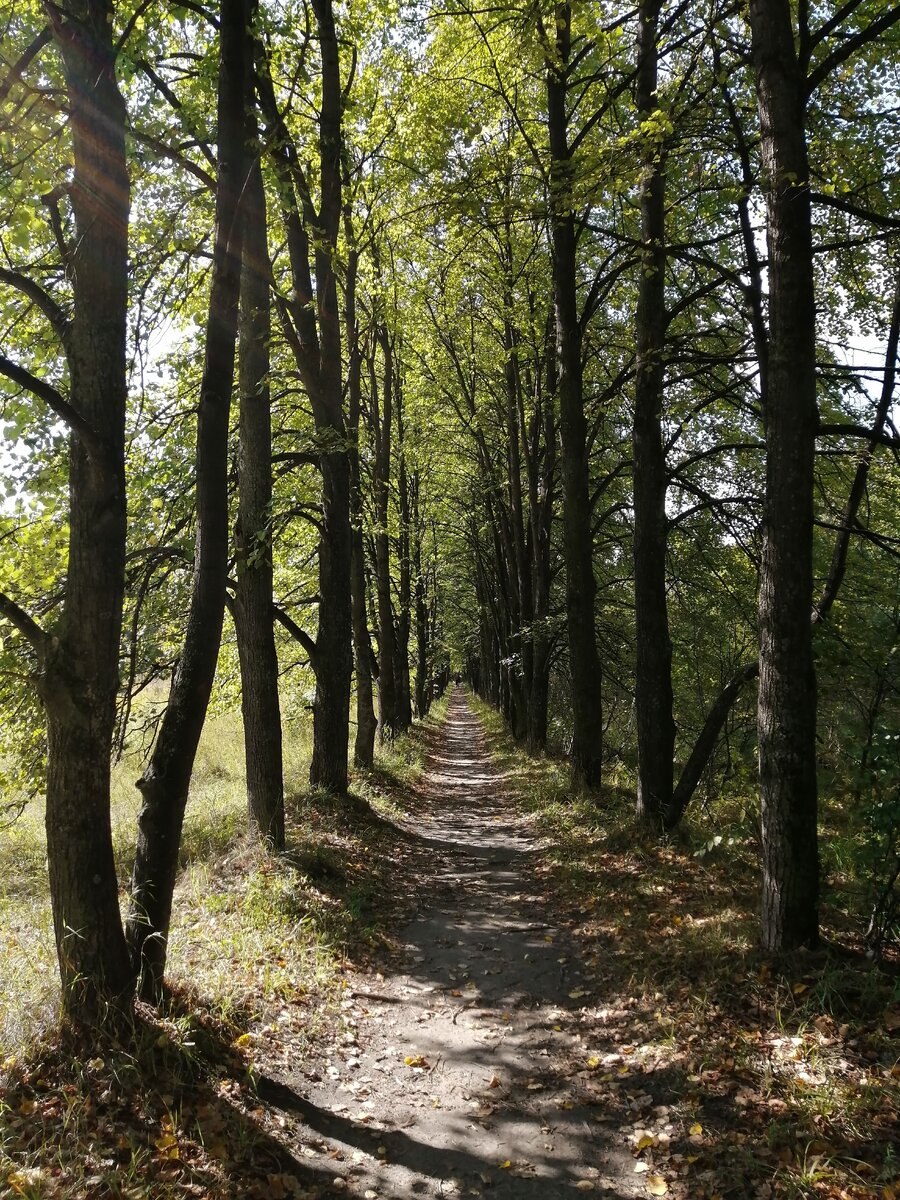 Липовая аллея