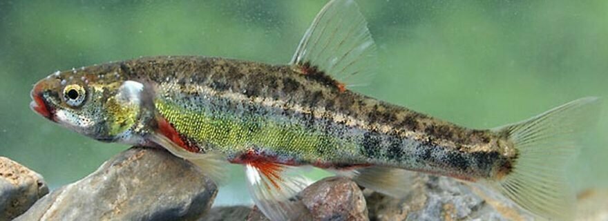 Речной гольян, вандыш в брачном наряде