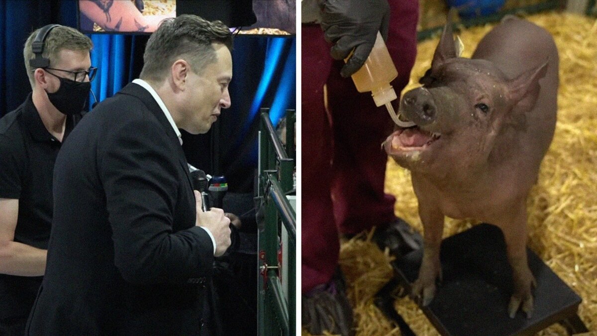 Илон Маск и свинья с чипом в мозгу (фото из открытого доступа, Sâmbătă, 29 August 2020 14:31 , https://ru.publika.md/nou-khau-v-mire-tekhnologiy-ilon-mask-vzhivil-svinyam-implanty-chtoby-podklyuchit-mozg-k-kompyuteru_2203103.html )