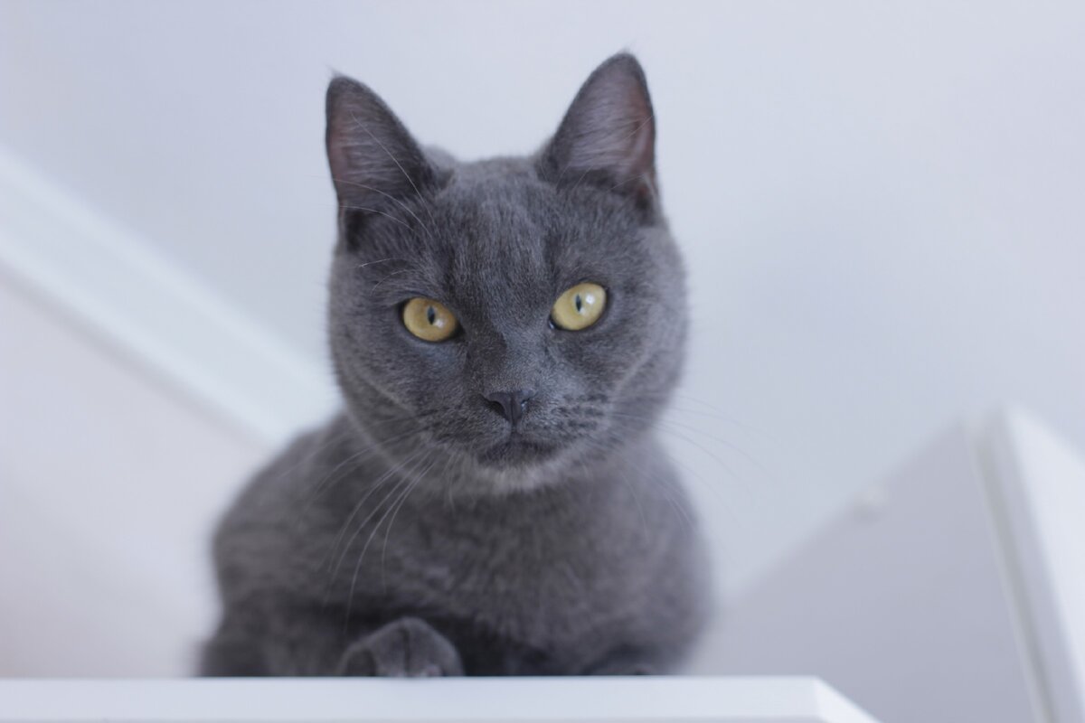кот Патрик.