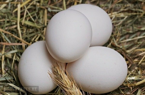 источник белка