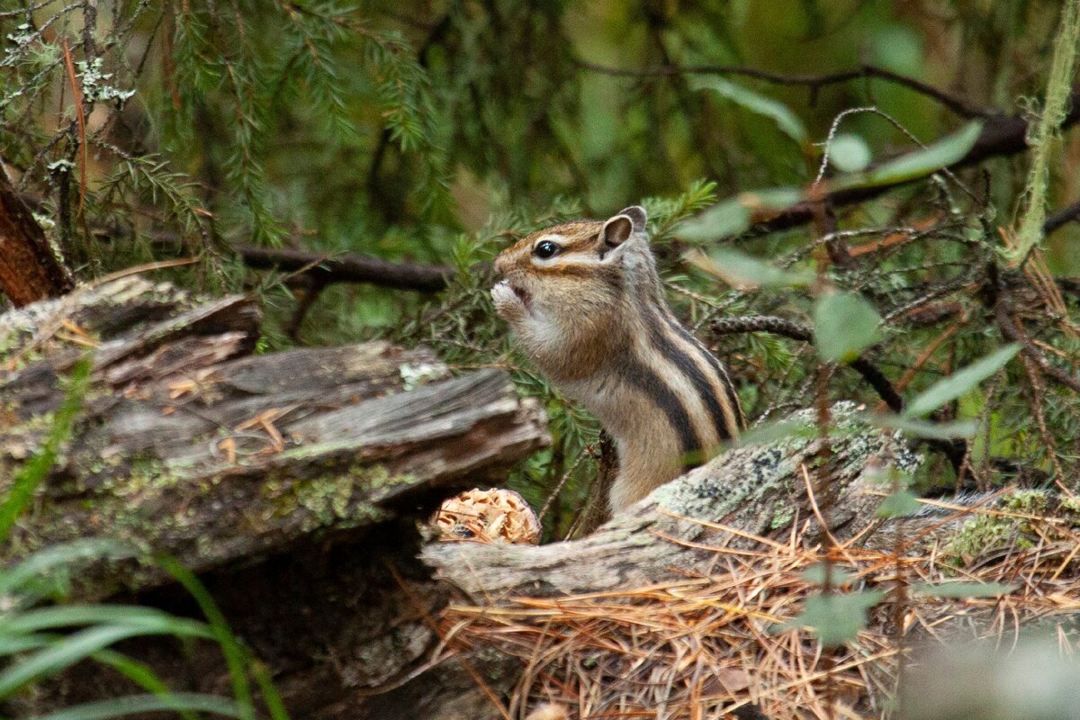 Азиатский бурундук в своей естественной среде. Алтай, август 2020. Фото автора