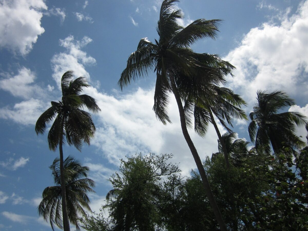 Глядя на пальмы, я забываю про берёзы.