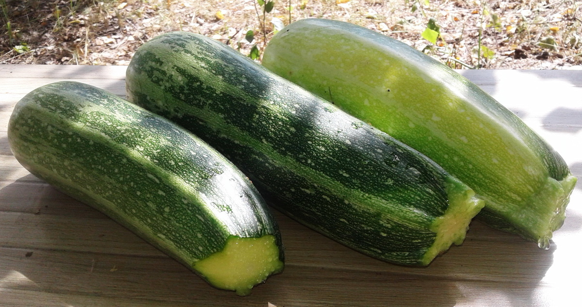 Эти кадры были сняты через неделю после полива раствором,