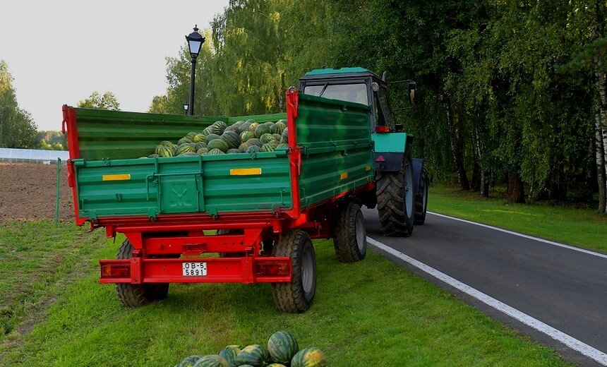 Урожай белорусских арбузов вывозят с поля на тракторе