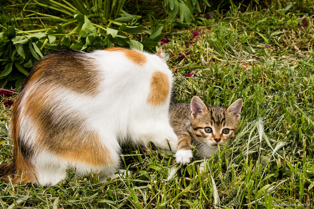 Почему кошка, родив котят, несколько раз меняет 