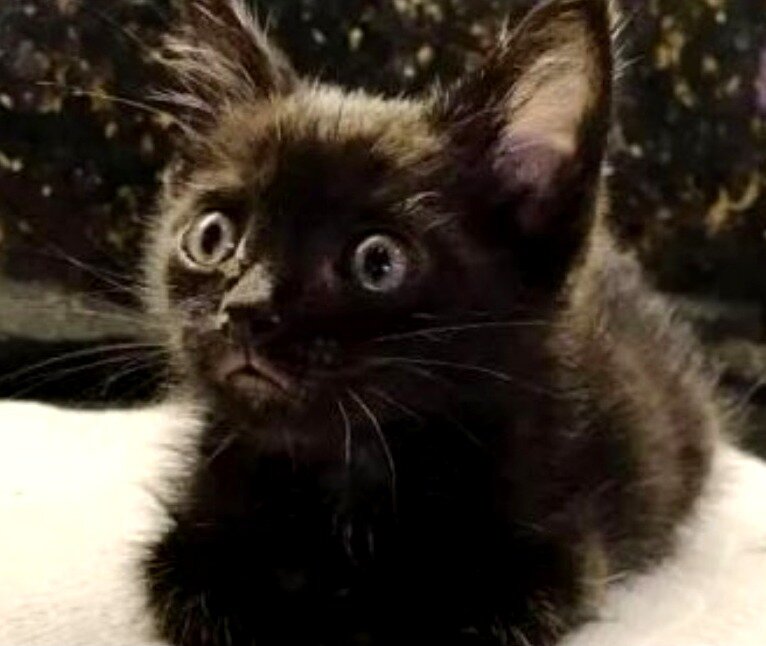 Все фотографии взяты из открытых источников интернета.