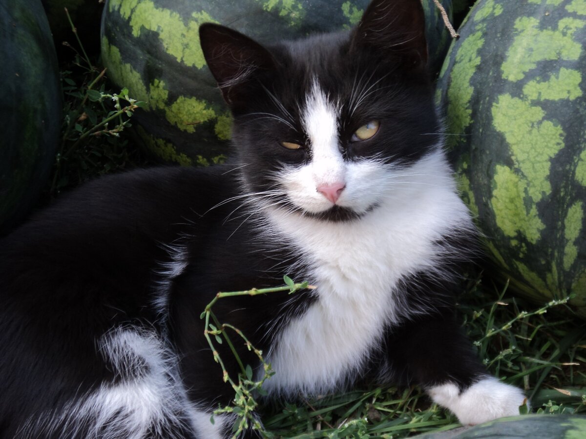 Знакомьтесь: это Бэтмен. Сегодня он главный герой моего рассказа. Все фото, используемые в этой статье в качестве иллюстраций, моего авторства (Светлана Дядищева)