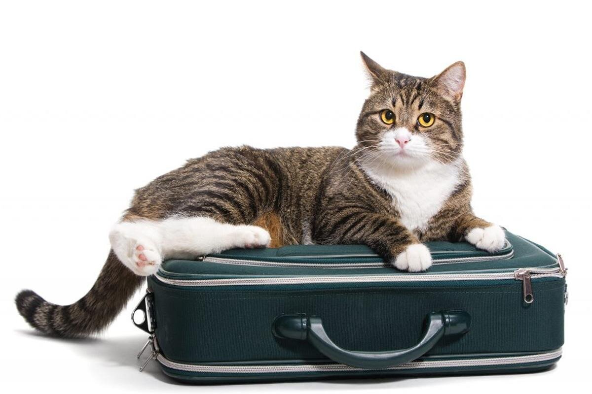 Мы здесь не говорим о том, что приходя домой вечером вам, вместо того, чтобы расслабиться и поужинать, нужно собирать вещи на завтра. Это довольно утомительный процесс, да и к тому же, делать это на "ночь глядя" довольно таки тяжело. Данный способ получается практиковать максимум неделю, а иногда меньше. Но выход есть! 