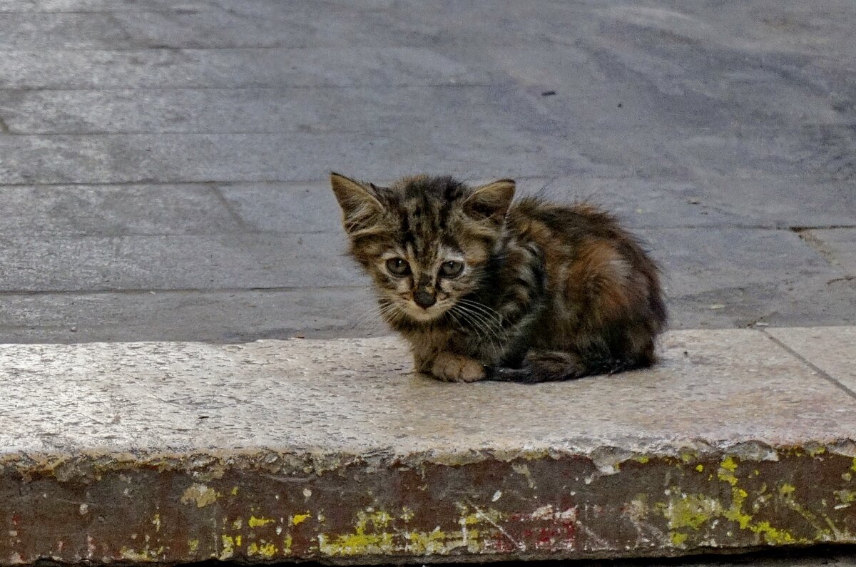 Кошки Иордании