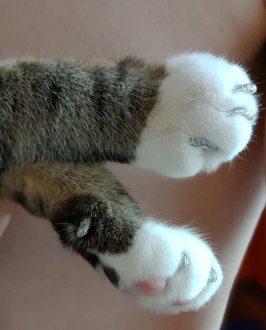 Когти на задних лапах кошки. Порода кошек без когтей. Антицарапки для кошек. Мем коту подстригли когти. Когти на задних лапах кошки.