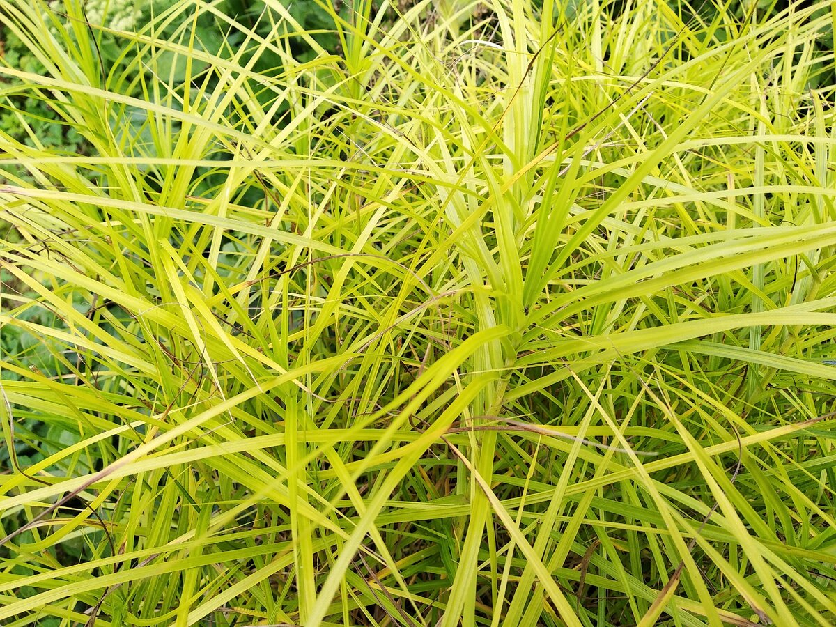 Осока пальмолистная "Gold Fountain" (Carex muskingumensis "Gold Fountain")